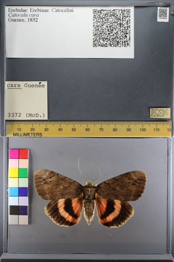 Media type: image;   Entomology 748053